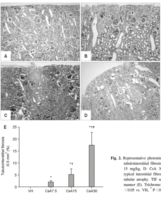 Fig.  2.  Representative  photomicrographs  showing  the  degree  of  renal  tubulointerstitial  fibrosis  (A:  VH,  B:  CsA  7.5  mg/kg,  C:  CsA  15  mg/kg,  D:  CsA  30  mg/kg)