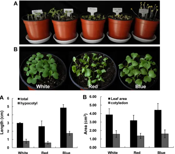 Fig. 1. Light-regulated morphological changes of B. rapa seedlings: B. rapa seeds were sown in soil and cultivated under 4 different  light quality and dark conditions during 1 week (A)