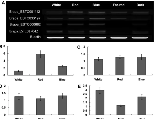 Fig. 6. Quantitative PCR analysis of genes expressed by light conditions: genes listed in Table 2 were quantitatively analyzed