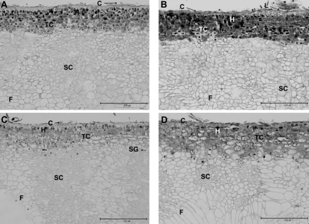 Fig. 2. Cross section of ‘Manpungbae’ pear fruit of between bagging (A), non-bagging (B) at 77, bagging (C) and non-bagging  (D) at 161 days after full bloom