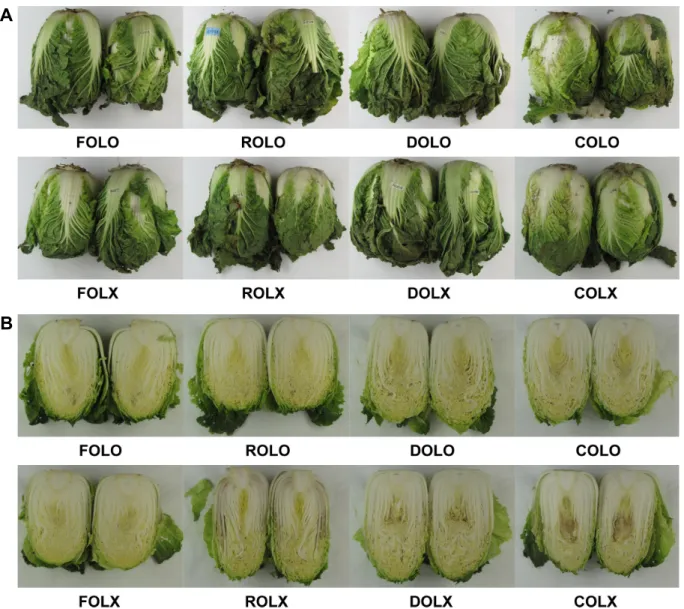 Fig. 3. Comparison of outer (A) and inner (B) of ‘Choongwang’ Kimchi cabbage after 6 weeks storage at 2°C as influenced by  postharvest treatment and with/without liner (0.02 mm HDPE) film