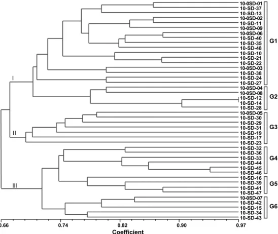 Fig. 2. The phylogenetic tree results of 44 radish samples using UPGMA cluster analysis of similarity coefficiency