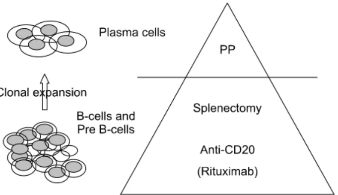 Fig.  1.  B  cell  targeting  therapy  in  renal  transplantation.