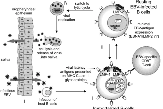 Fig.  1.  Life  cycle  of  EBV.  (I)  Infection  of  epithelium  and  entry  into  B  cell  compartment;  (II)   immor-talization  of   EBV-infec-ted  B  cells;  (III)   establi-shment  of  latency;  (IV)  entry into lytic cycle.(22) 에 의한 T-cell  기능의 감소로 인