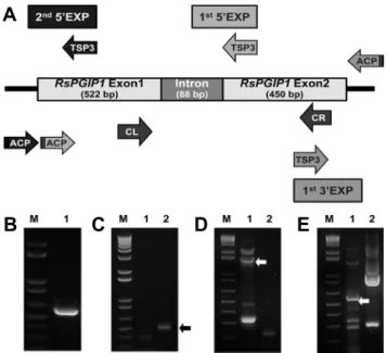 Fig. 1. Gene structure and amplification of the RsPGIP1 gene  region. (A) Gene structure of RsPGIP1