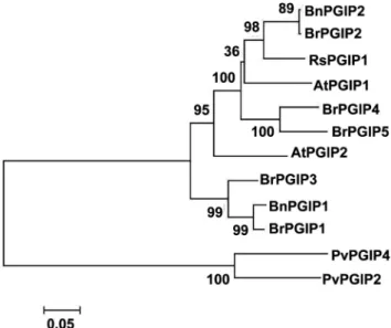Fig. 3. Ten putative leucine-rich repeats (LRRs) in RsPGIP1. 