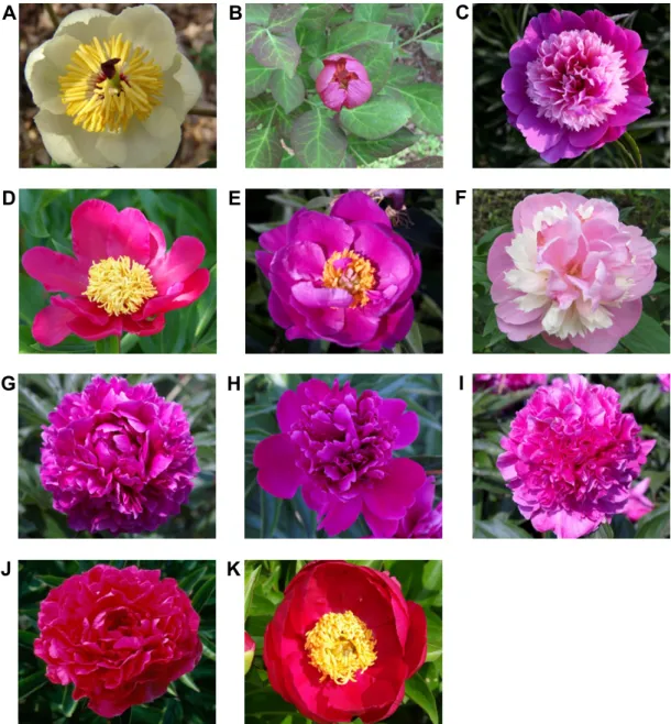 Fig. 1. Peony species used in the evaluation of their genetic diversity. A, White Peony; B, Mountain Peony; C, Jol Peony; D, 