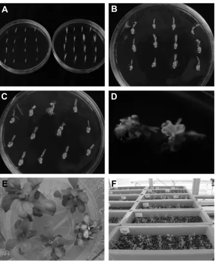 Fig. 2. The process of shoot regeneration and acclimation using disk and ray florets of chrysanthemum ‘ARTI-queen’