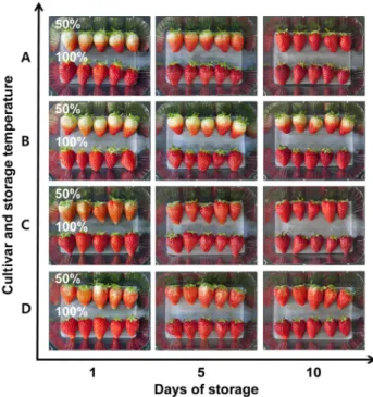 Fig. 1. Changes in the external quality of fruits depending on  ripening levels, storage temperature and storage periods of  two strawberry cultivars grown in plastic film house with raised  bed on Busan area and harvested in Feb