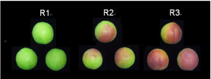 Fig. 1. Different ripeness stage of plumcot ‘Harmony’ fruits. 