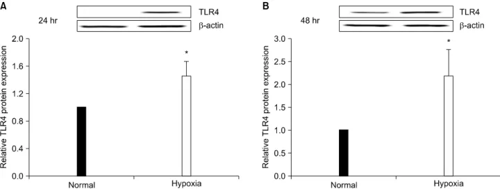 Fig. 1. TLR2, 3 and 4 mRNA expressions in normal and hypoxic conditions of HK-2 cells, for (A) 24 hr and (B) 48 hr