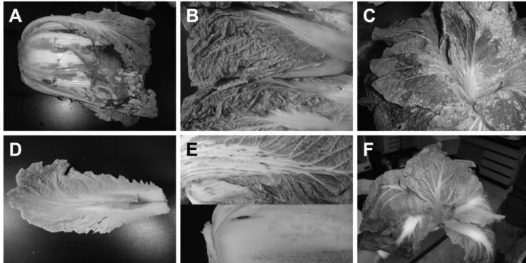 Fig. 4. Examples of storage disorder observed from Kimchi cabbage produced at highland area (about 700 m above sea level)  of Gangneung