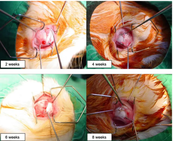 Fig. 4. In the disinsertion group, there was loose reattachment of the disinserted SO tendon along the nasal border of the SR at postoperative  week two in one eye (left upper)