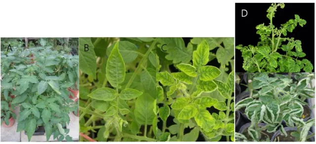 Fig. 2. Disease Severity Index ranging from 0 to 3. 0, healthy looking (A); 1, mild symptom (B); 2, yellowing symptom (C); 3,  stunt with severe symptom (D)