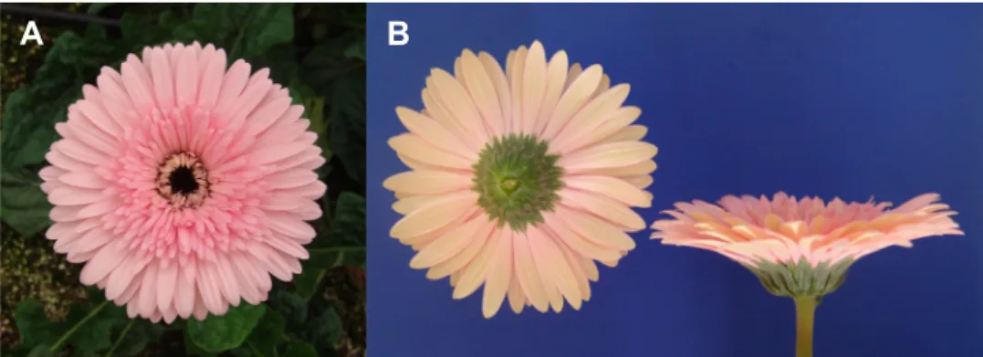 Fig. 2. The flower color and shape of gerbera ‘Party Time’. A, front view; B, backward and side view.
