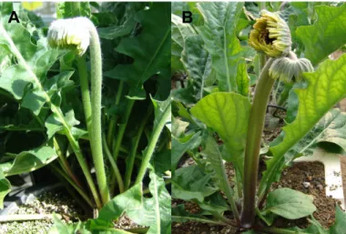 Fig. 3. The peduncle shape of gerbera ‘Party Time’. A, normal; B, double flower and fasciation.
