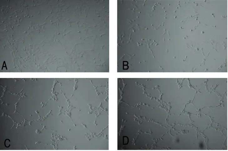 Fig. 1. Lens epithelial cell loss after UV irradiation. (A) Control without UV irradiation
