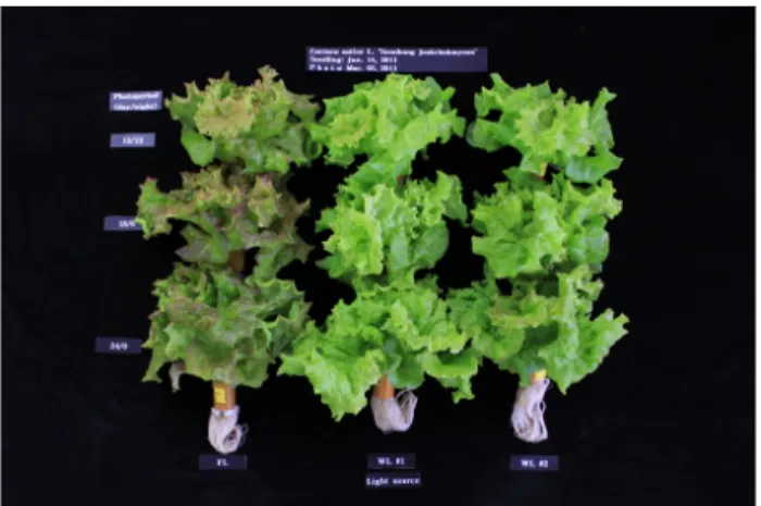 Fig. 5. Effect of light source and photoperiod on growth of  lettuce measured at 48 days after sowing
