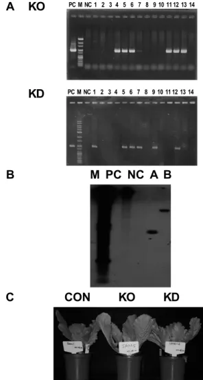 Fig. 1. PCR and Southern hybridization analyses for T-DNA  insertion and phenotype characterization from knock-out and  knock-down lines