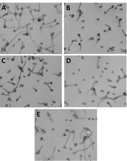 Fig. 5. The germination of B. cinerea conidia at different stilbene concentrations in broth media