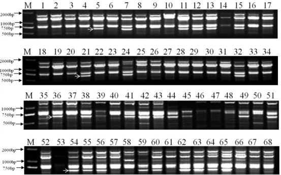 Fig. 1. DNA banding patterns of 68 apple cultivars amplified by primer Y23: M: DL2000 plus DNA ladders; 1-68: Accession numbers  of apple cultivars listed in Table 1 are same as those in the Figures