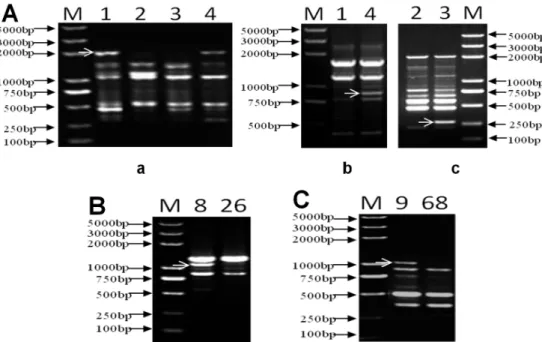 Fig. 4. Result on verification of two cultivars randomly selected by the corresponding primers: M: DL2000 plus marker; “A” is  fingerprint obtained with three primers used to separate the first group of selected cultivars denoted “a”, “b”, and “c”  and obt