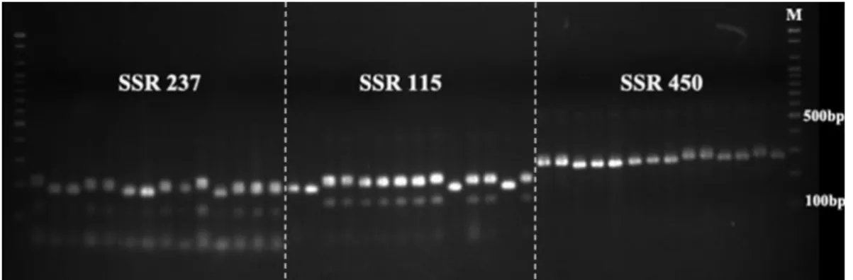 Fig. 1. Agarose gel image showing PCR products amplified by tomato SSR markers (SSR237, SSR115, and SSR450) that were  polymorphic among 14 tomato lines used in this study