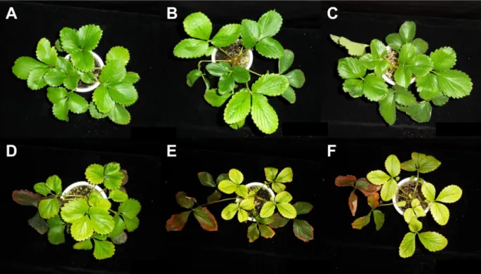 Fig. 1. Comparison of normal plants (A, B, and C) and the molybden excess plants (D, E, and F) of ‘Keumhyang’ (A and D), 