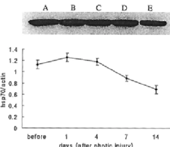 Fig. 4. Semiquantitative  analysis  of  mRNA  expression,  RT-PCR,  for  hsp70.1  and  hsp70.3