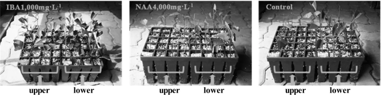 Fig. 1. Differences in rooting rate by auxin treatments and cutting position at 65 days after cutting.
