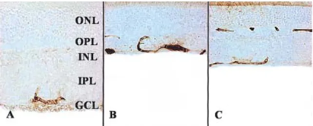 Fig. 6. Graphs  showing  the  mean  percentage  value  of  the  intensity  of  the  eNOS  (endothelial  nitric  oxide  synthase)   immuno-reactivity  (mean%±SD)  in  the  retinas  of  the  3  groups