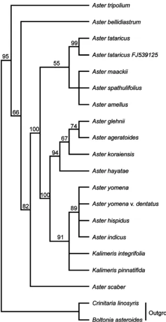 Fig. 1. Strict consensus tree of 6 equally parsimonious trees  (321 steps, CI = 0.766, RI = 0.730, RC = 0.577) based on  104 phylogenetically informative changes in ITS sequences  of the Korean Aster