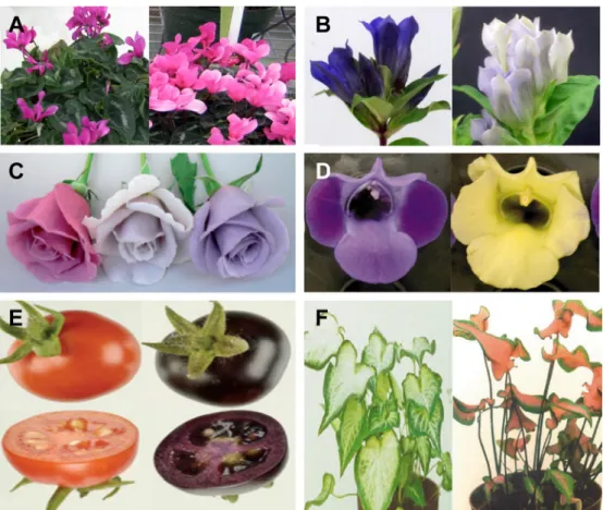 Fig. 3. Color modification by genetic engineering of the flavonoid biosynthetic pathway
