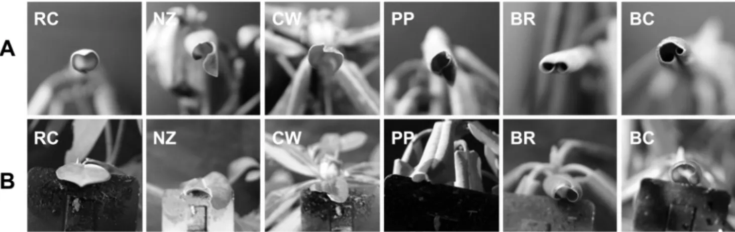 Fig. 5. Changes of leaf curing of six kinds of Rhododendron  species at -10℃(A) and 5℃(B)