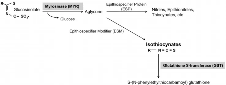 Fig. 1. Biosynthesis pathway of phenethyl isothiocyanate and related genes.