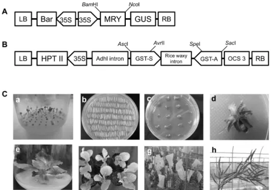 Fig. 3. T-DNA constructs and procedures for Agrobacterium–mediated Chinese cabbage transformation
