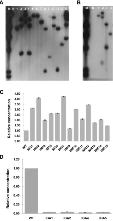 Fig. 4. Southern hybridization and real-time RT PCR analysis of T 1  transgenic Chinese cabbage plants