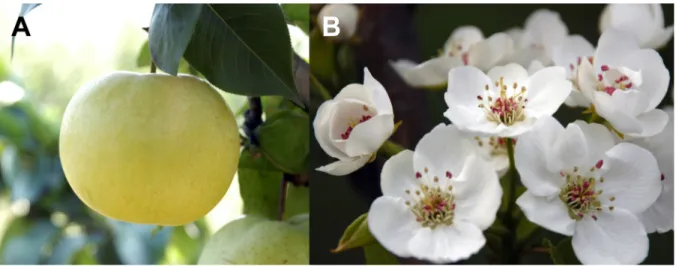 Fig. 2. Fruit (A) bagging with white paper bag at harvest and flower cluster (B) of ‘Supergold’ pear.