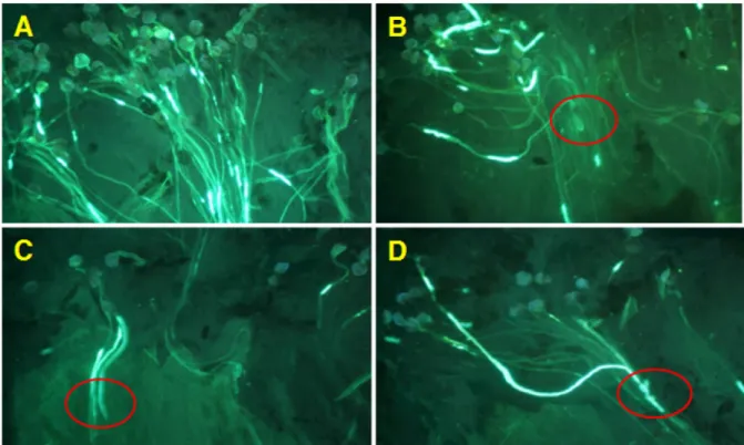 Fig. 3. Pollen tube growth in the squashed styles of ‘Supergold’ pear cultivar Cross-pollinated with ‘Okusankichi’ (A), ‘Chojuro’ (B), ‘Tama’