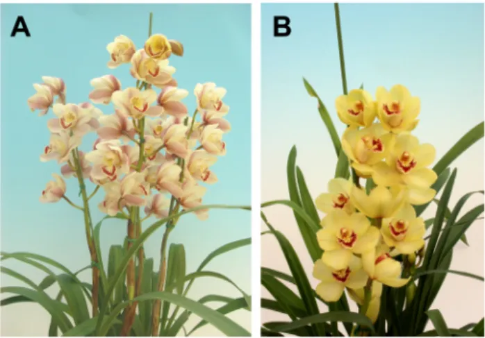 Table 2. Variable characteristics of flowers of a new Cymbidium cultivar, ‘Orange Bowl’.
