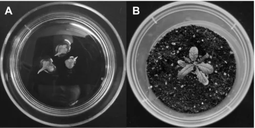 Fig. 2. Morphologies of microspore-derived embryos and a microspore-derived plantlet of R