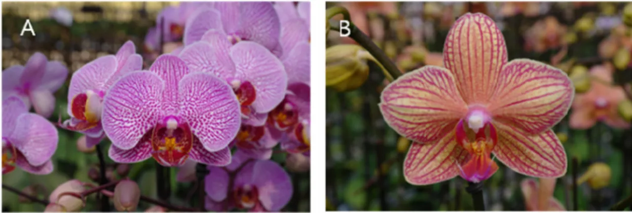 Table 2. Morphological characteristics of a new Phalaenopsis ‘Pink Marble’.