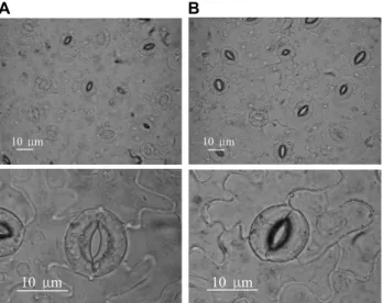 Fig. 6. Stomatal pore opening in sweet pepper leaves at 7:10  a.m. under the supplemental lighting (A) and natural light only  (B) in the glass house (Images were captured using a Nikon  eclips E-600 attached to a compound microscope 400x).