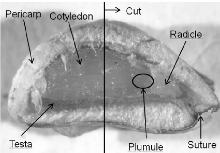 Fig. 1. Achene structure of Rosa rugosa.