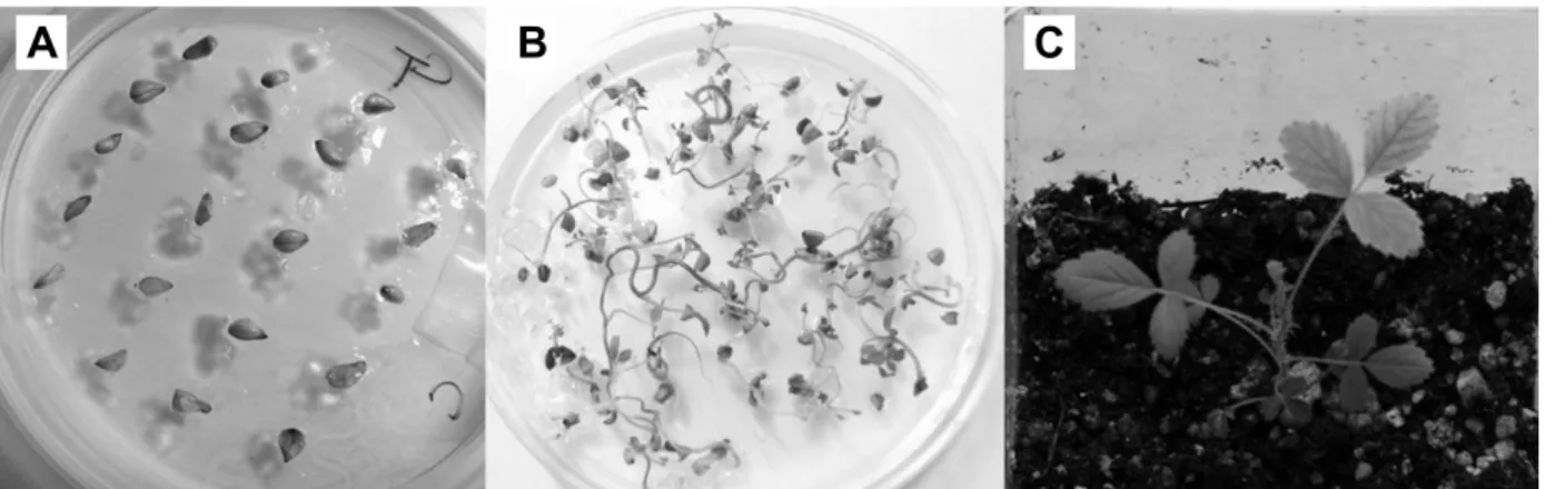 Fig. 4. Effect of five different LED colors (red, blue, white, yellow,  and green) on the germination of half-cut achenes obtained  at 90 days after pollination in Rosa rugosa