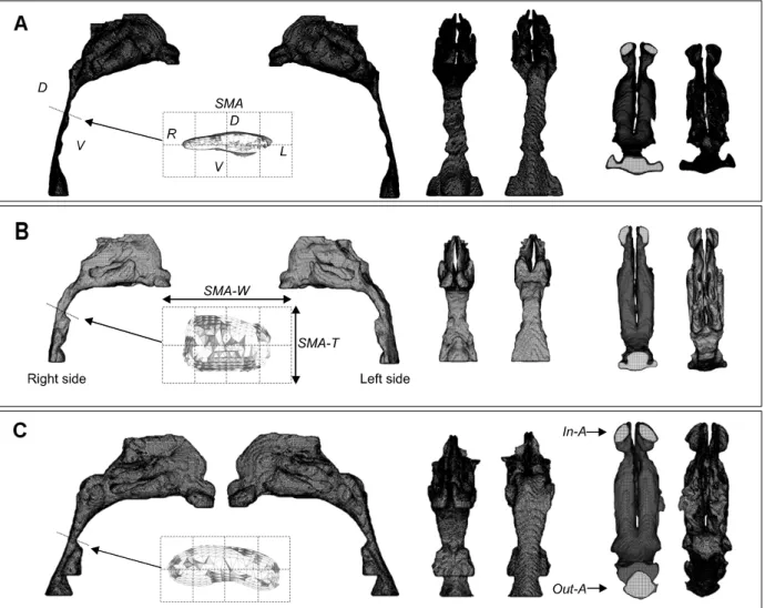 Fig 2. Morphological characteristics of upper airway models for 3 subjects. Section of minimum area (SMA) is in- in-dicated by the dotted line in the right side of the model