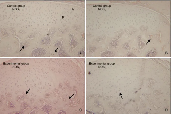 Fig 4. Microphotography of the control and experimental groups at 3 days which were immunohistochemically stained for NOS 2  and NOS 3  (A, C, NOS 2 ; B, D, NOS 3 , × 200)