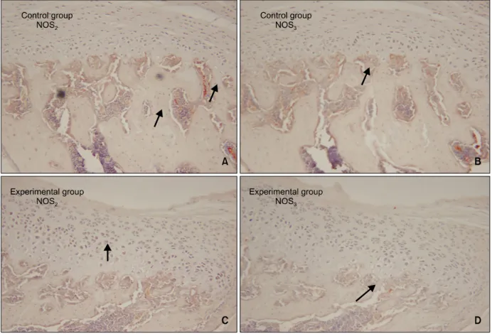 Fig 5. Microphotography of the control and experimental groups at 14 days which were immunohistochemically  stained for NOS 2  and NOS 3  (A, C, NOS 2 ; B, D; NOS 3 , × 200)