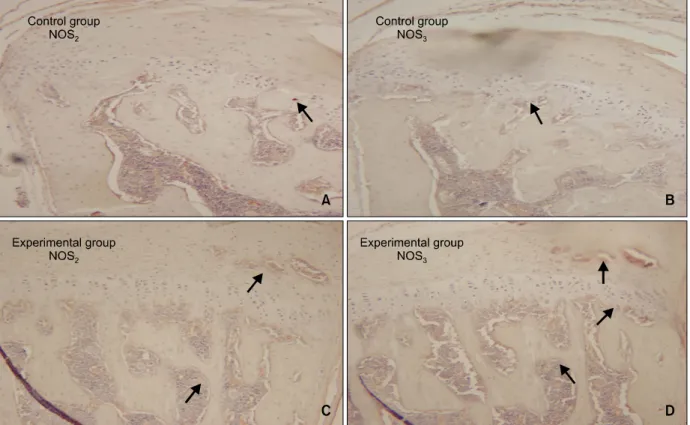 Fig 6. Microphotography of the control and experimental group at 30 days which were immunohistochemically stained for NOS 2  and NOS 3   (A,  C, NOS 2 ;  B,  D, NOS 3 ,  × 200)