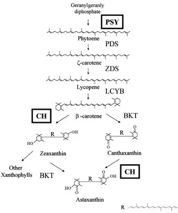 Fig. 1. Simplified scheme of carotenoids biosynthesis pathway. 